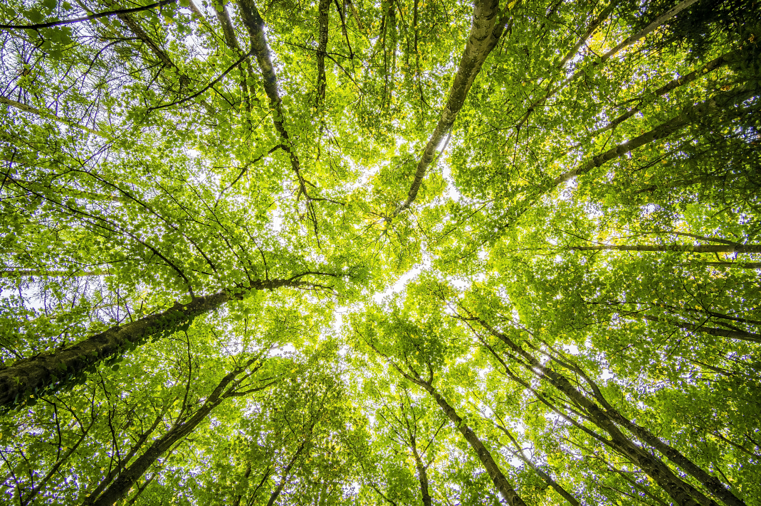 B Corp companies - how to balance ethical business with corporate success